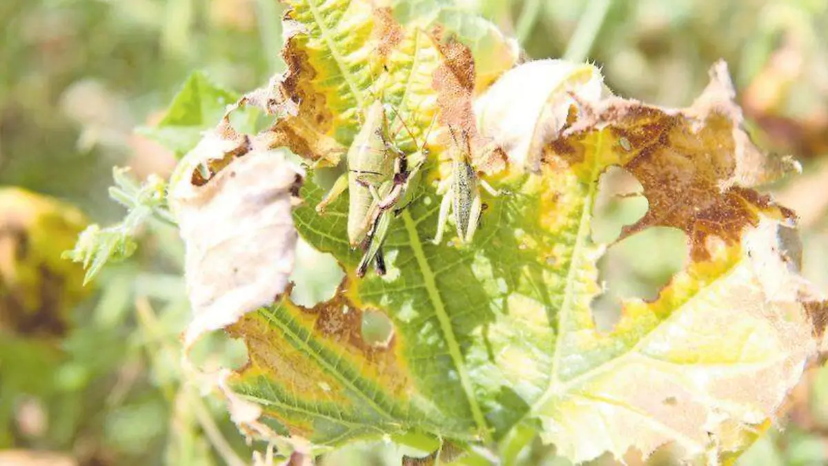 Campo, cultivo, plantas, plagas, chapulines